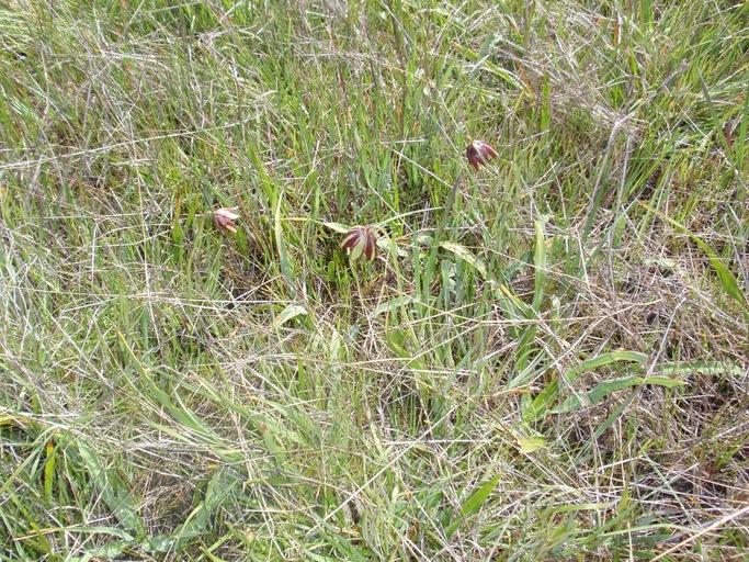 Fritillaria biflora var. ineziana