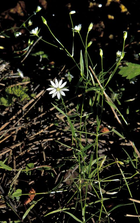 Stellaria longipes ssp. longipes