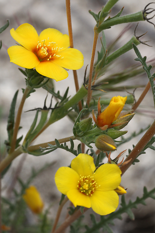 Mentzelia gracilenta