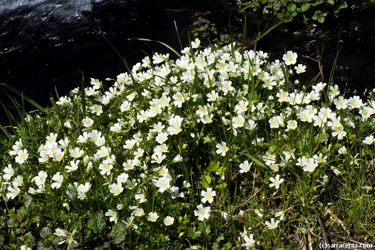 Limnanthes douglasii ssp. nivea