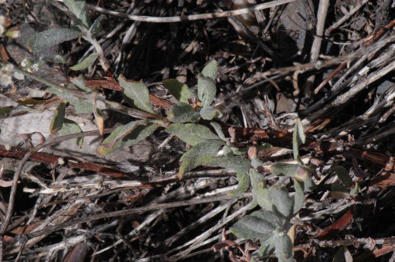 Eriogonum microtheca var. laxiflorum Eriogonum microtheca var. laxiflorum