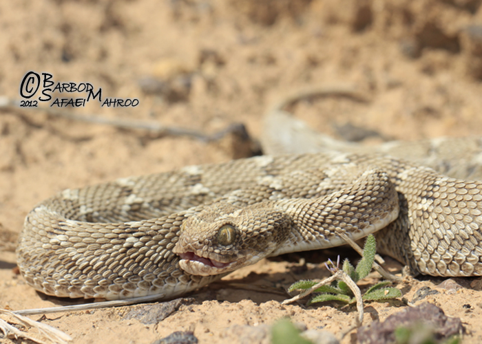 Echis Multisquamatus Central Asian Sand Viper