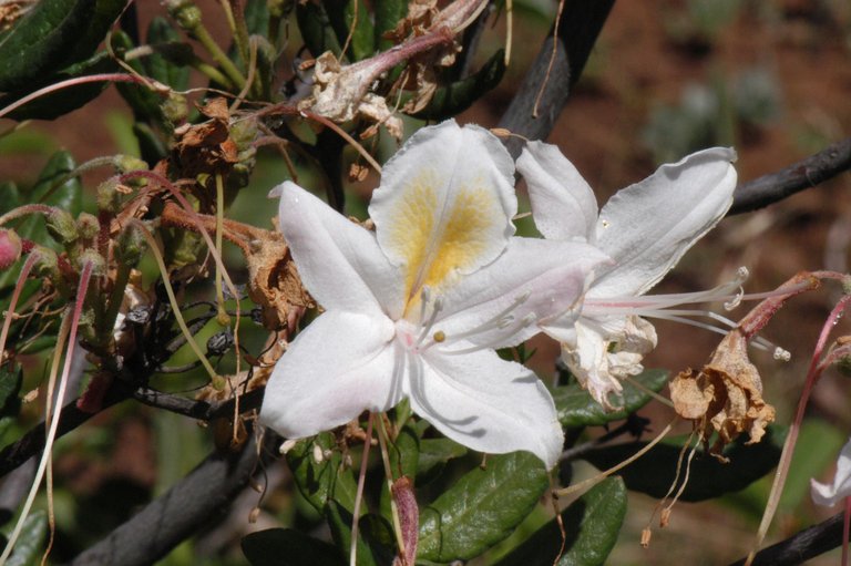 Rhododendron occidentale var. occidentale