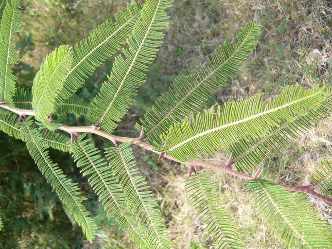 Vachellia pennatula