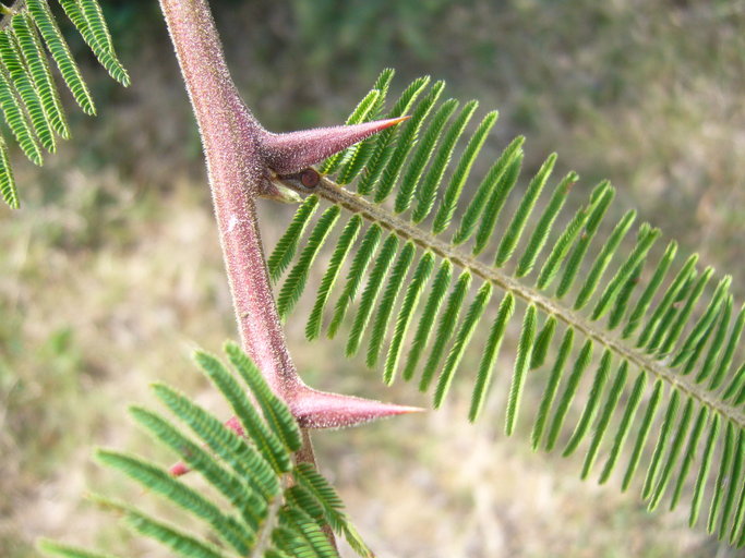 Vachellia pennatula