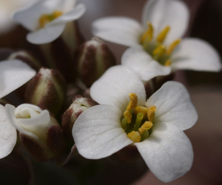 Thlaspi montanum var. fendleri