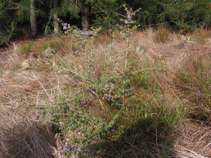 Ceanothus sonomensis