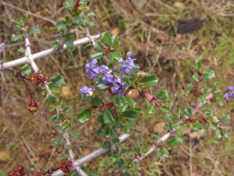 Ceanothus sonomensis Ceanothus sonomensis