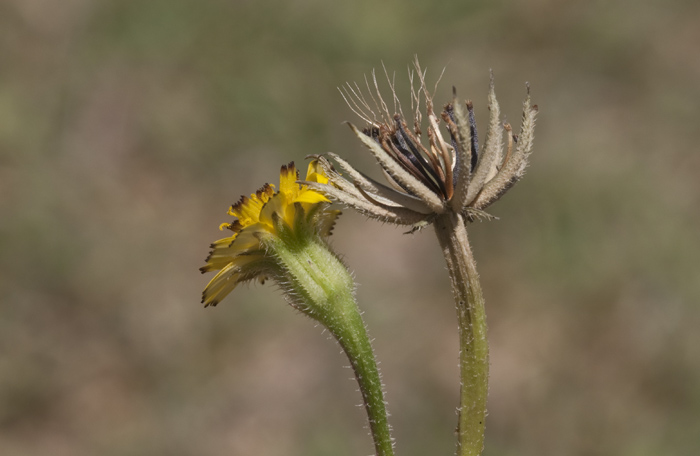 Hedypnois cretica