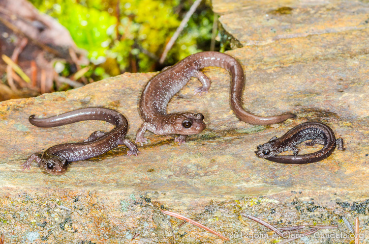 Plethodon stormi