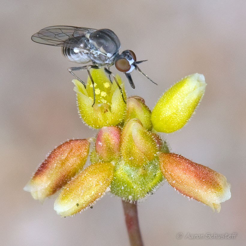 Eriogonum pusillum