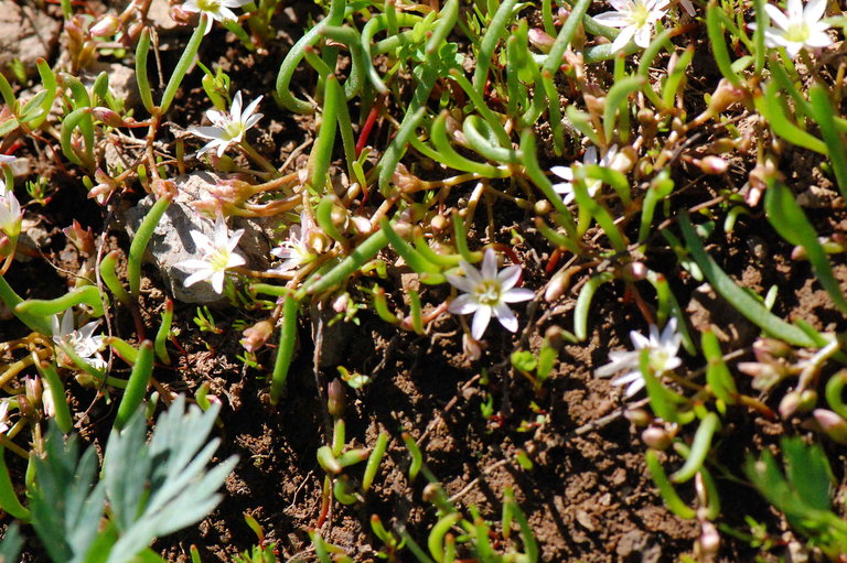 Erocallis triphylla Erocallis triphylla