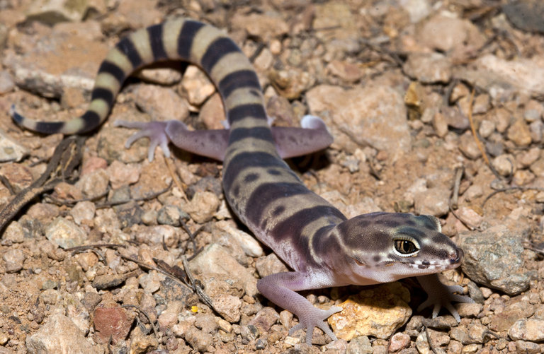Coleonyx variegatus bogerti