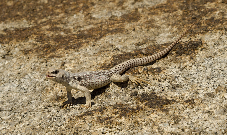 Dipsosaurus dorsalis dorsalis