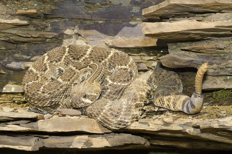 Crotalus atrox