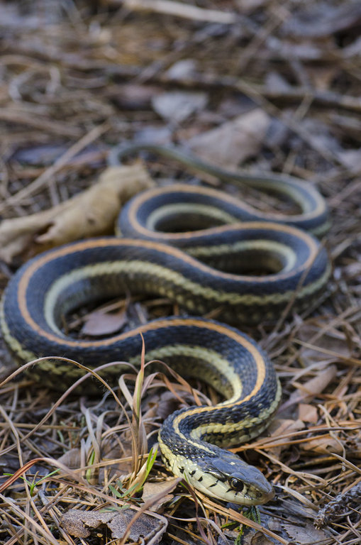 Thamnophis sirtalis sirtalis