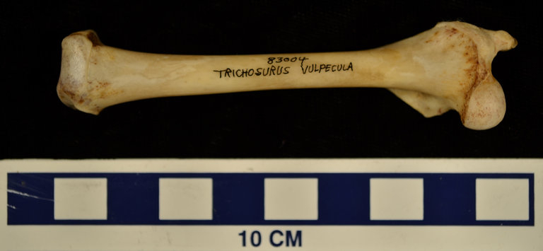 Trichosurus vulpecula Trichosurus vulpecula