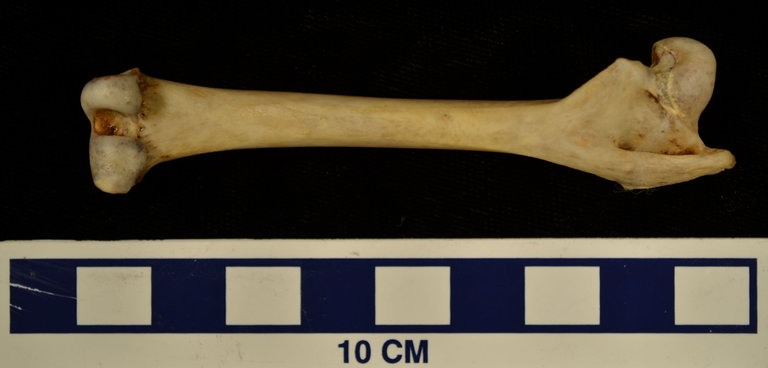 Trichosurus vulpecula
