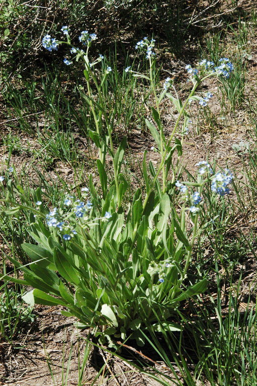 Hackelia floribunda