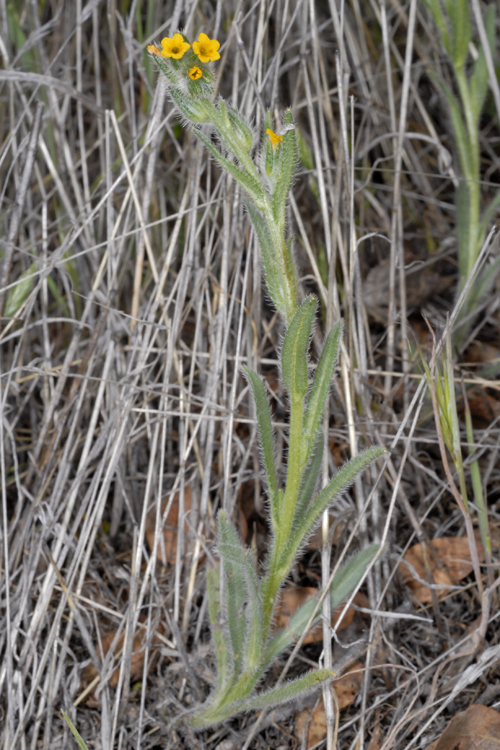 Amsinckia menziesii Amsinckia menziesii