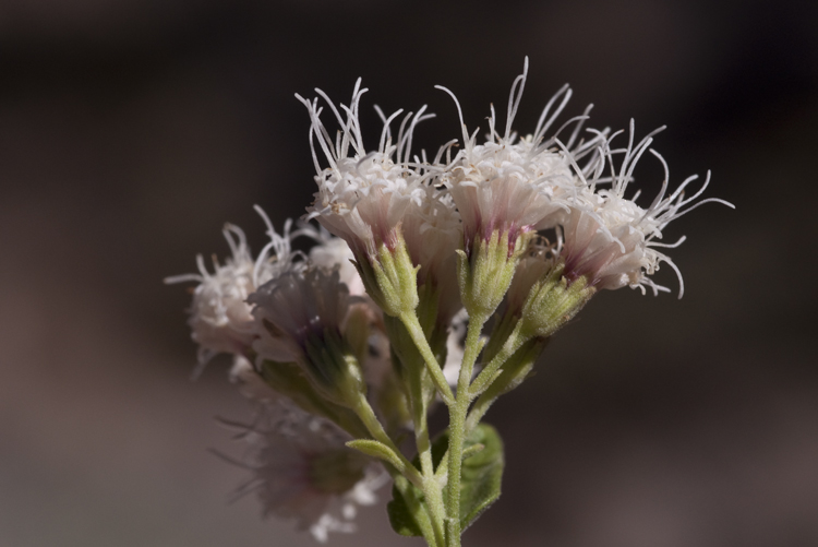Ageratina herbacea