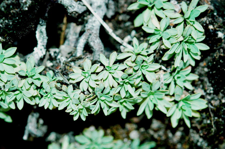 Petrophytum caespitosum ssp. acuminatum