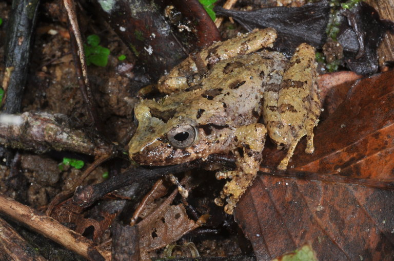 Pseudophilautus silvaticus