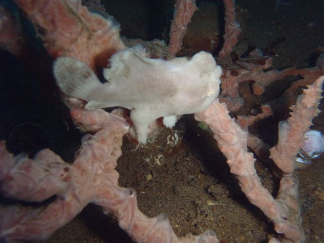 Antennarius pictus Antennarius pictus