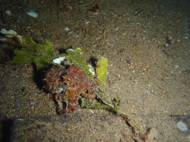Octopus vulgaris Octopus vulgaris