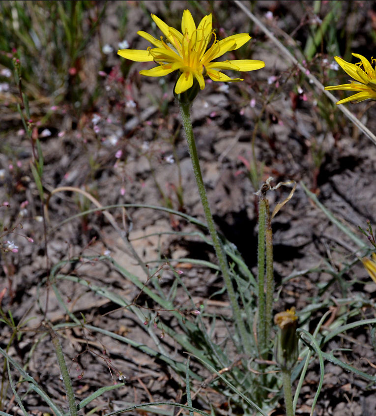 Agoseris ×elata