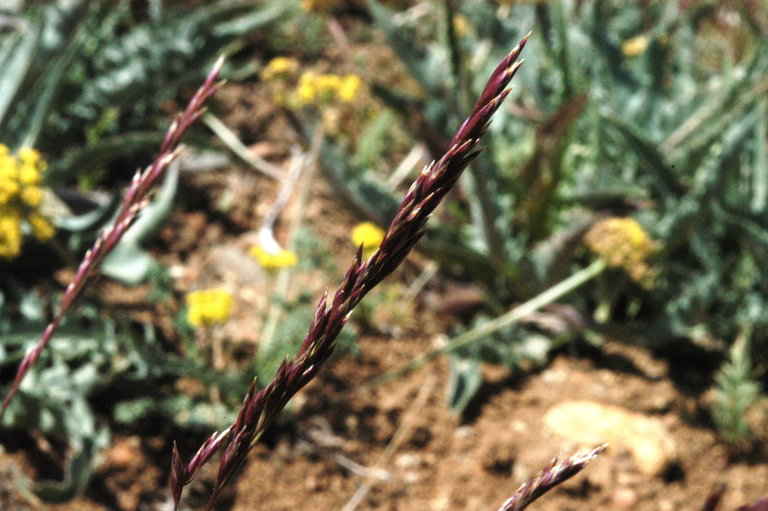 Orobanche uniflora var. purpurea
