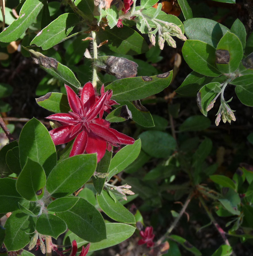 Arctostaphylos crustacea ssp. crinita