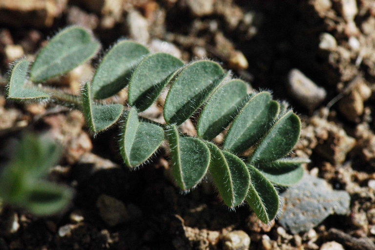Astragalus malacus
