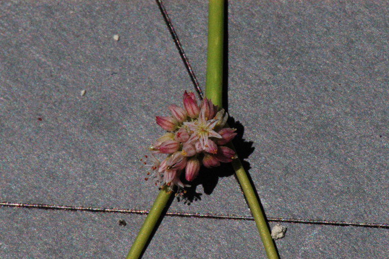 Eriogonum lemmonii