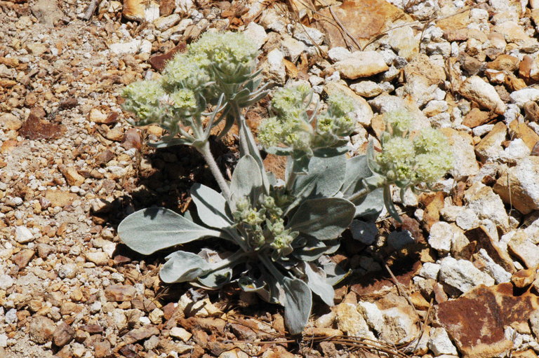 Eriogonum robustum