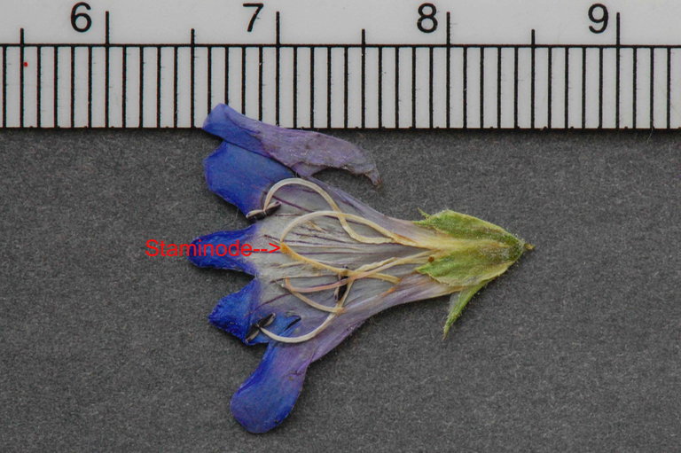 Penstemon linarioides var. coloradoensis