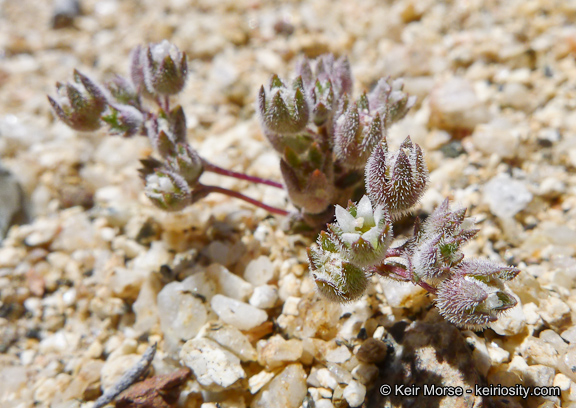 Nemacladus twisselmannii var. botanywomaniae