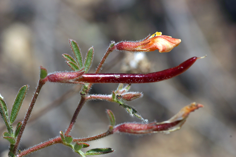 Acmispon strigosus