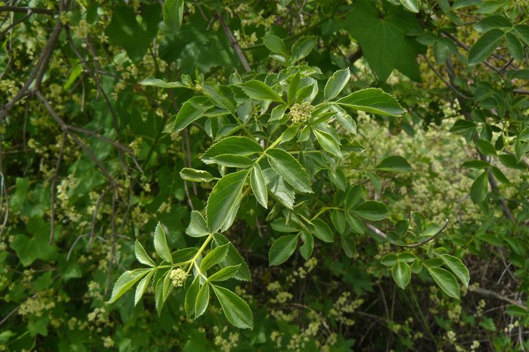 Sambucus mexicana