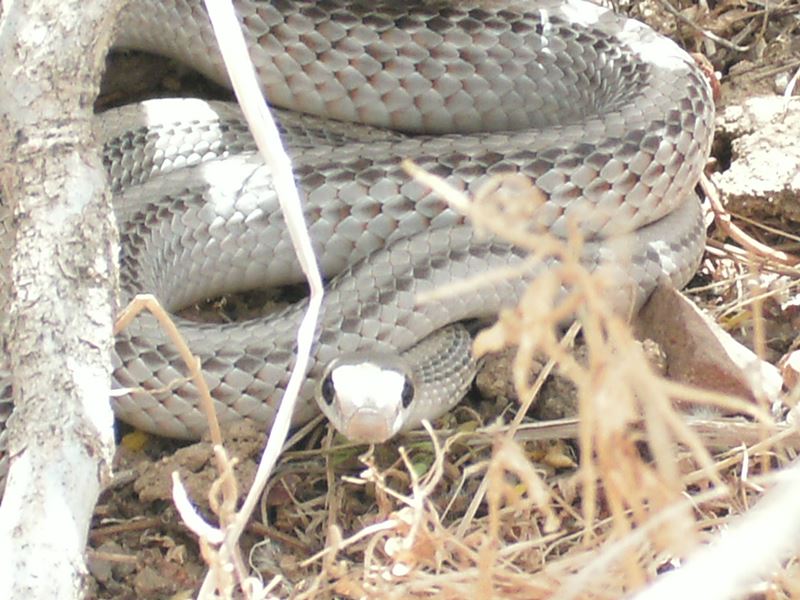 Salvadora hexalepis hexalepis Salvadora hexalepis hexalepis