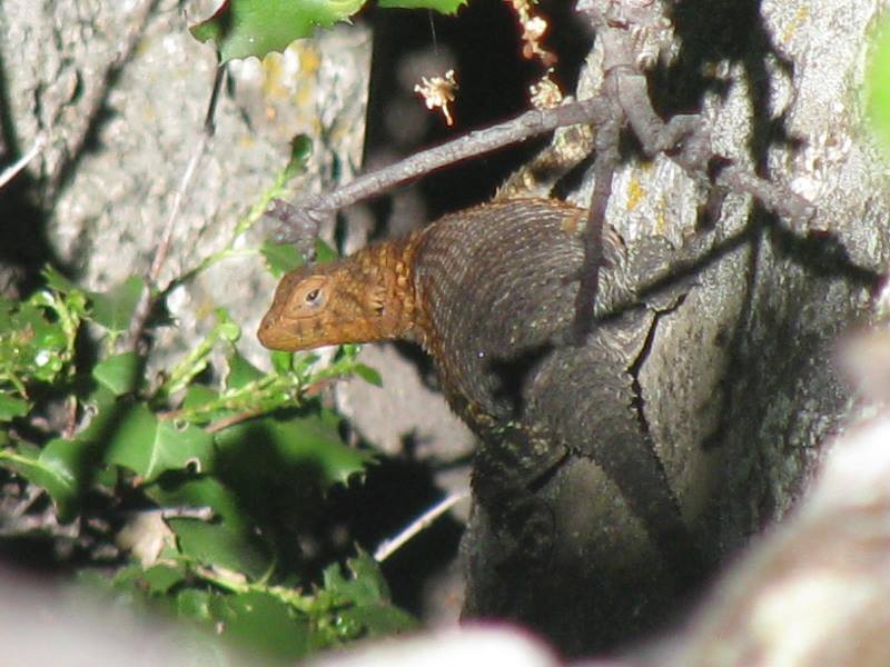 Sceloporus orcutti Sceloporus orcutti