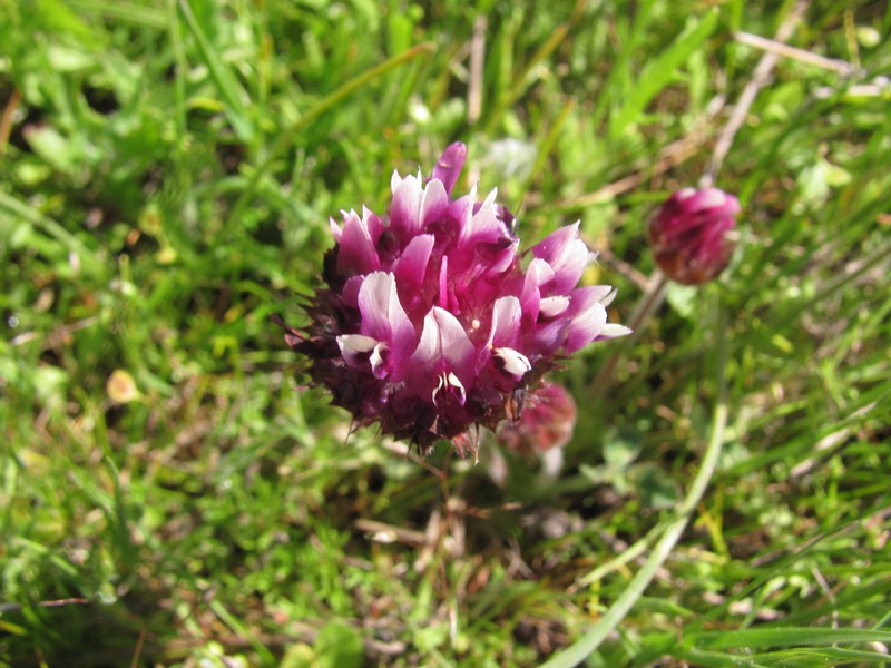 Trifolium grayi Trifolium grayi