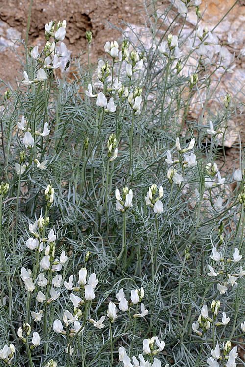 Astragalus pachypus var. pachypus