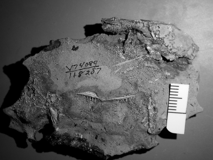 Cheirolepis