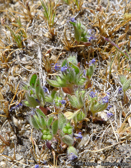Trichostema austromontanum ssp. compactum