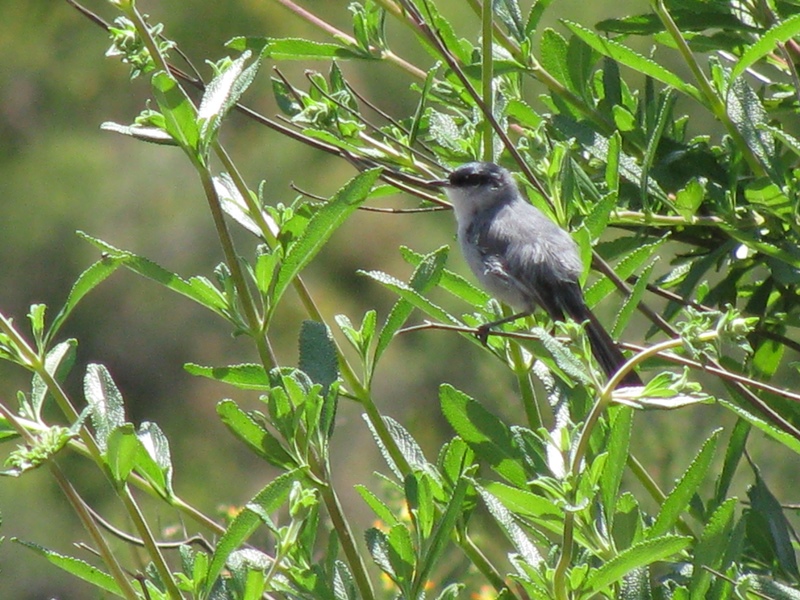 Polioptila californica californica Polioptila californica californica