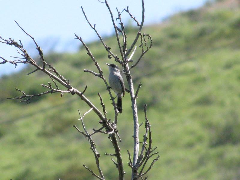 Polioptila californica californica Polioptila californica californica