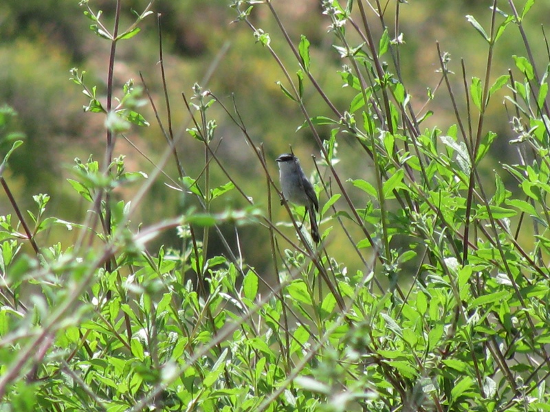 Polioptila californica californica Polioptila californica californica