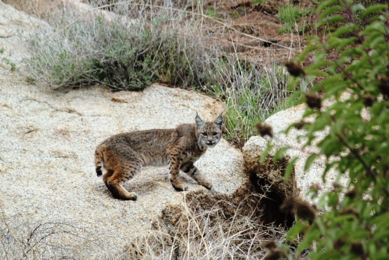 Lynx rufus Lynx rufus