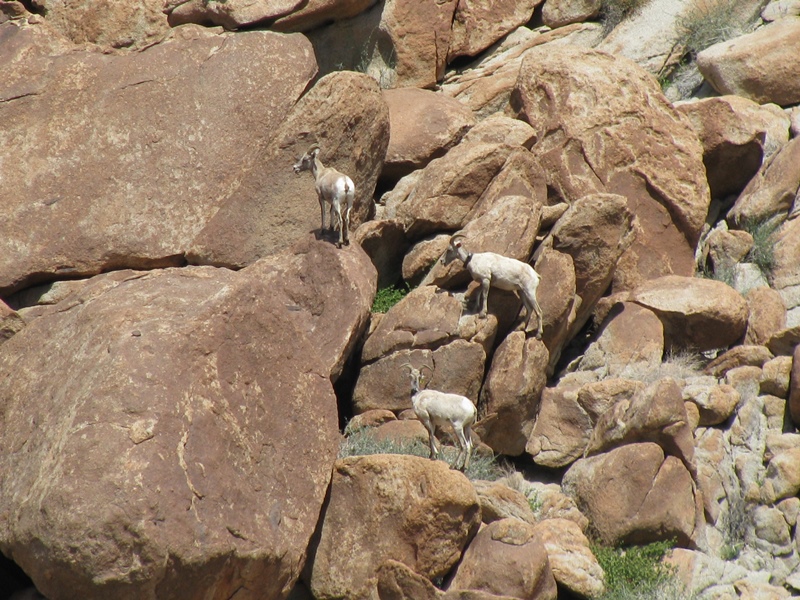 Ovis canadensis nelsoni Ovis canadensis nelsoni